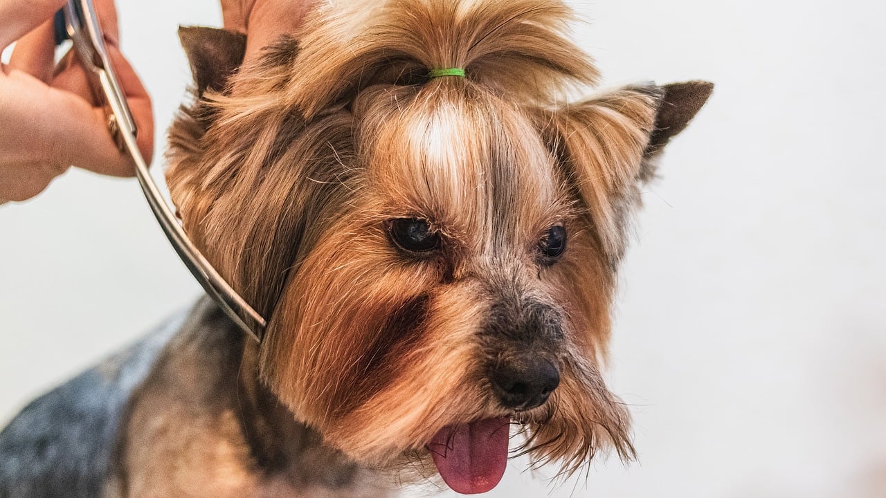 How to Train Your Pet to Be Calm During Grooming